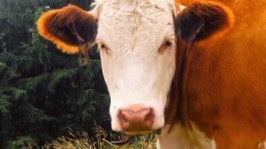 Is Veterinary Medicine Making Its Way into Corned Beef?