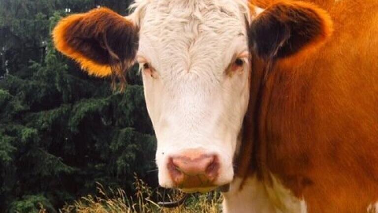 Is Veterinary Medicine Making Its Way into Corned Beef?