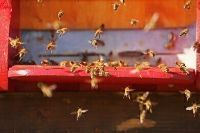Has Trump Added Bees to His Hitlist?