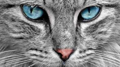 Can Chromatography Help Cats with Hypertension?