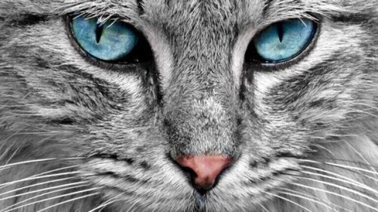 Can Chromatography Help Cats with Hypertension?