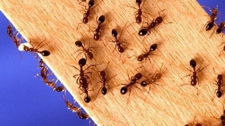 How Do Ants Protect Themselves? — Chromatography Explores