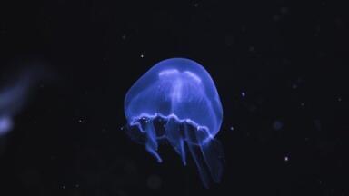 Luminous Fungi — What Makes Them Glow in the Dark? — Chromatography Explores