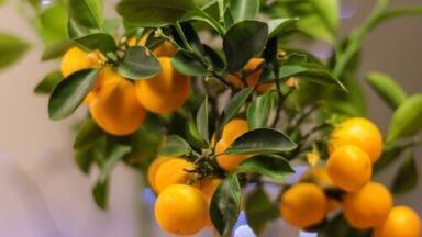 Has Chromatography Found the Key to Beating Citrus Fruit Greening?
