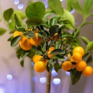 Has Chromatography Found the Key to Beating Citrus Fruit Greening?