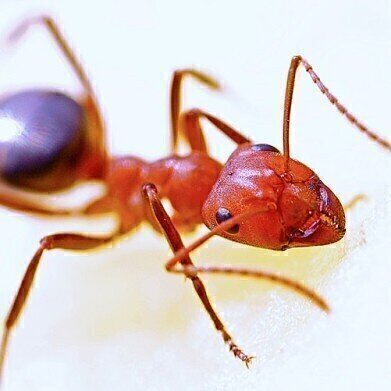 Can Chromatography Determine Which Ant Becomes the Queen?