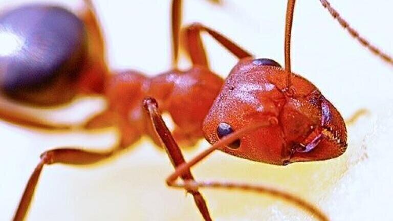 Can Chromatography Determine Which Ant Becomes the Queen?
