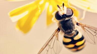 Are Epi-Pen Expiry Dates Accurate? — Chromatography Explores