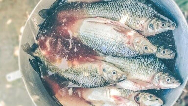 What's the Best Way to Cook Your Fish? — Chromatography Explores