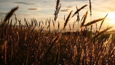 Is Farming Older Than We Thought? — Chromatography Explores