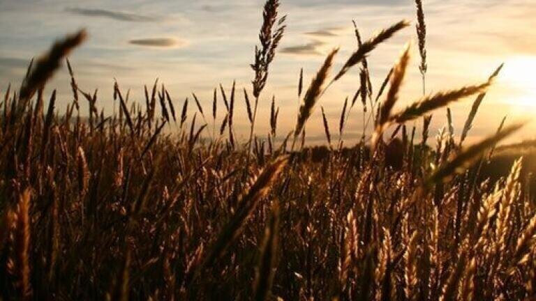 Is Farming Older Than We Thought? — Chromatography Explores