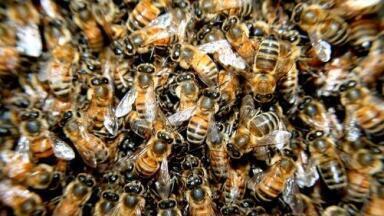 Oregano Infused Honey? — Chromatography Investigates Health Benefits for Bees