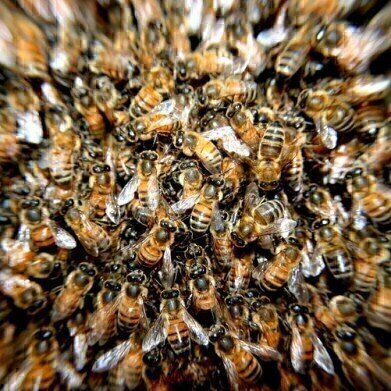 Oregano Infused Honey? — Chromatography Investigates Health Benefits for Bees