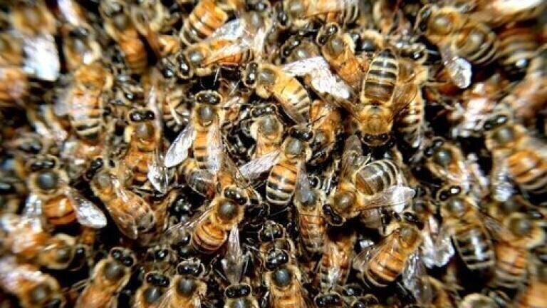 Oregano Infused Honey? — Chromatography Investigates Health Benefits for Bees
