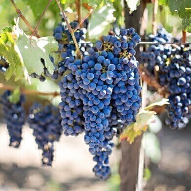 Can You Make Wine without Grapes? — Chromatography Explores