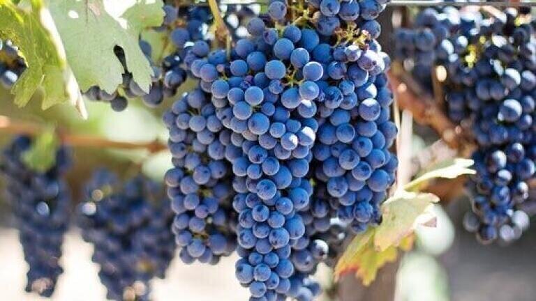 Can You Make Wine without Grapes? — Chromatography Explores