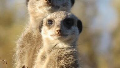 Comparing Meerkats? — Chromatography Can Help