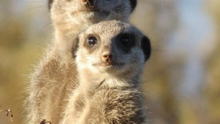 Comparing Meerkats? — Chromatography Can Help