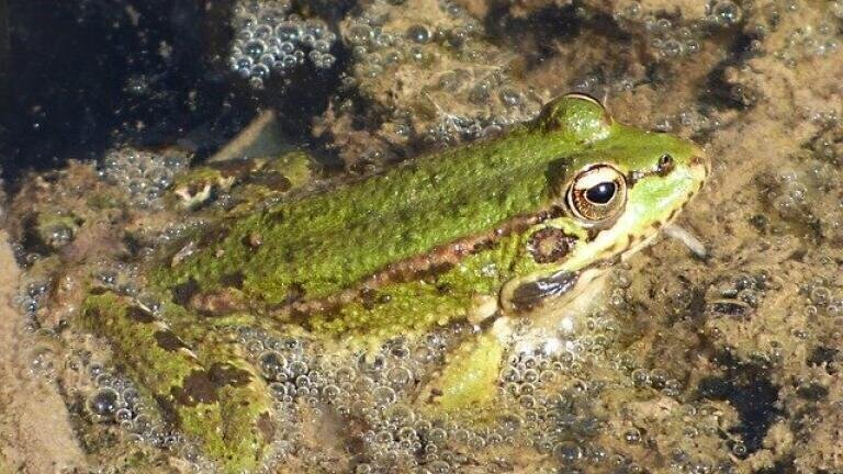 Mass Screening for Algal Blooms — Chromatography Can Help