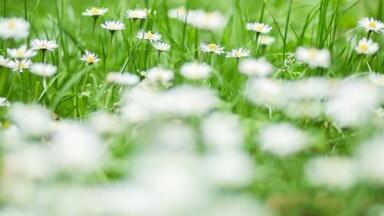 Is Glyphosate Exposure on the Up? — Chromatography Investigates