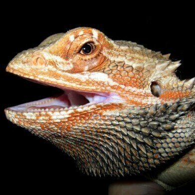 How Do Lizards Communicate? — Chromatography Investigates