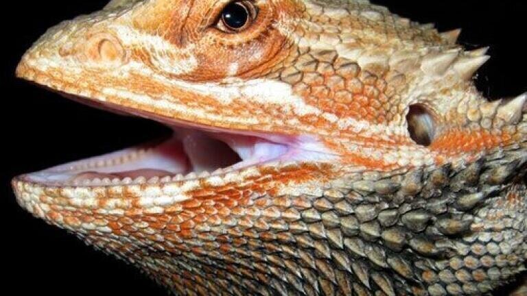 How Do Lizards Communicate? — Chromatography Investigates