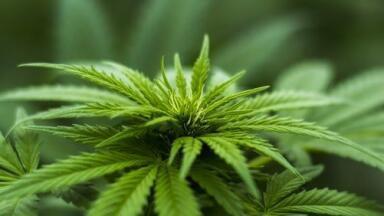 Chromatography Checks the Labelling Accuracy on Cannabidiol Extracts