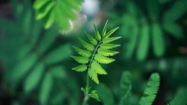 Is Chromatography the Solution to Saving Endangered Plants?