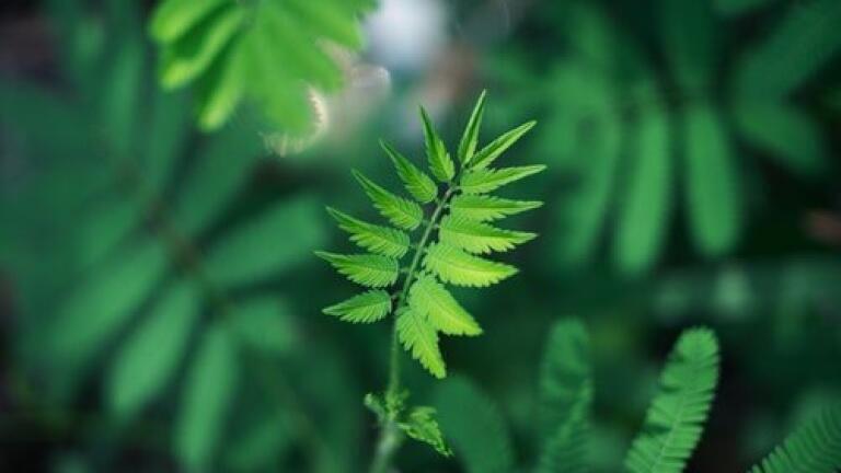 Is Chromatography the Solution to Saving Endangered Plants?