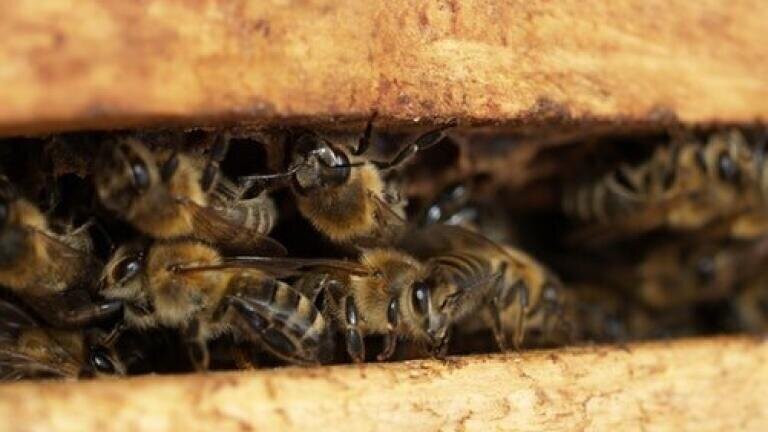 What is Royal Jelly Made Out Of? — Chromatography Investigates