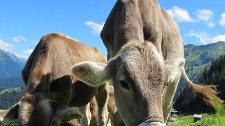 Can Chromatography Expose False "Grass Fed" Claims?