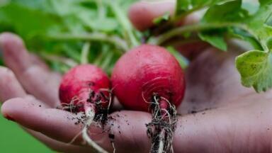 How Does Polluted Soil Affect Vegetables? — Chromatography Explores