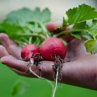 How Does Polluted Soil Affect Vegetables? — Chromatography Explores