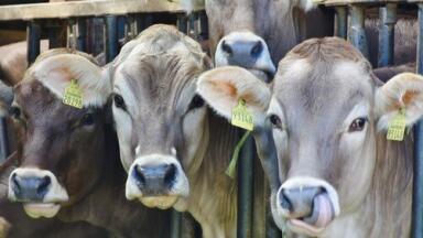 Can Chromatography Keep Animal Feed Safe and Healthy?