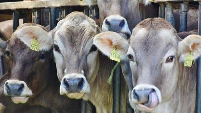 Can Chromatography Keep Animal Feed Safe and Healthy?