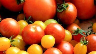 Are Tangerine Tomatoes Healthier than Red Tomatoes? — Chromatography investigates