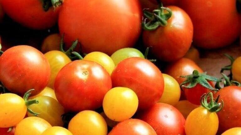 Are Tangerine Tomatoes Healthier than Red Tomatoes? — Chromatography investigates