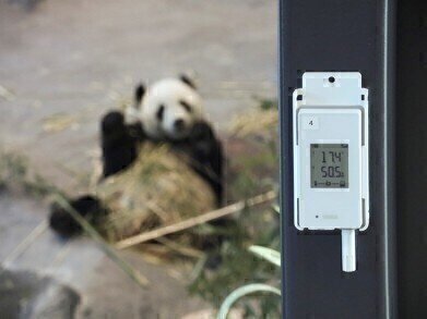 Vaisala's Cutting-Edge Wireless Technology Monitors the Wellbeing of the Pandas in Ähtäri Zoo in Finland
