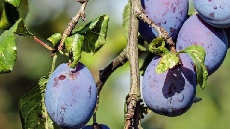 What Makes Plums So Sweet? — Chromatography Explores