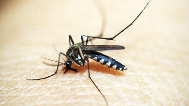 Is It Possible to Test for Zika Immunity?