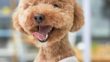 Can Dogs Really Sniff Out Cancer?