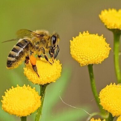 Keeping Honeybees Healthy