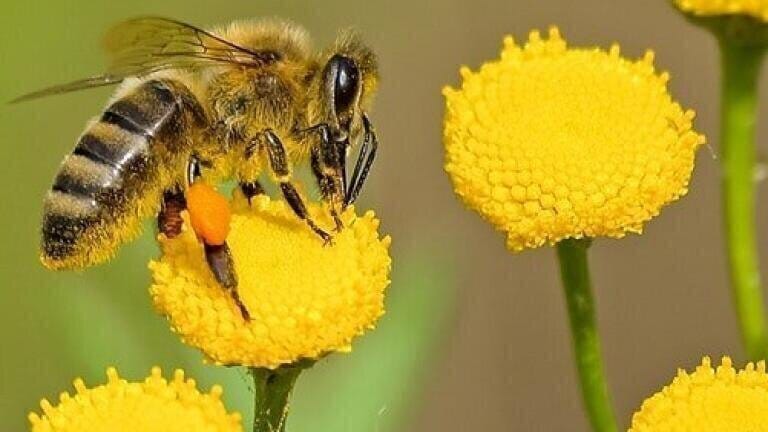 Keeping Honeybees Healthy