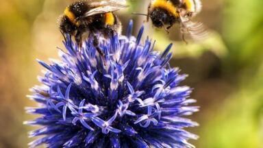 “Three Cheers” said the Bee — Chromatography Investigates