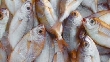 Detecting Histamine in Your Fish — Chromatography Investigates