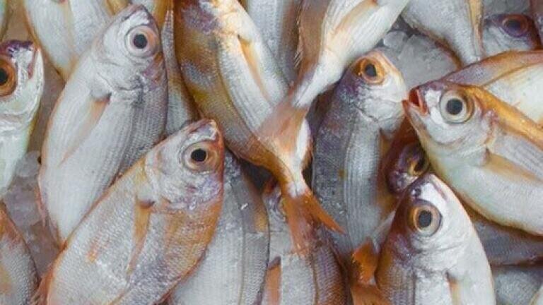 Detecting Histamine in Your Fish — Chromatography Investigates