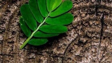 How Are Plants Constructed? — Chromatography Explores