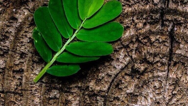 How Are Plants Constructed? — Chromatography Explores