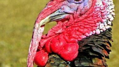 Is Your Turkey Contaminated? — Chromatography Investigates