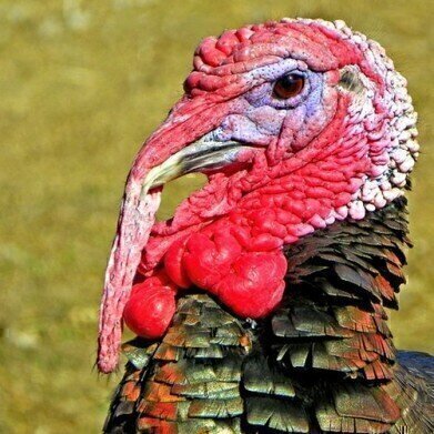 Is Your Turkey Contaminated? — Chromatography Investigates